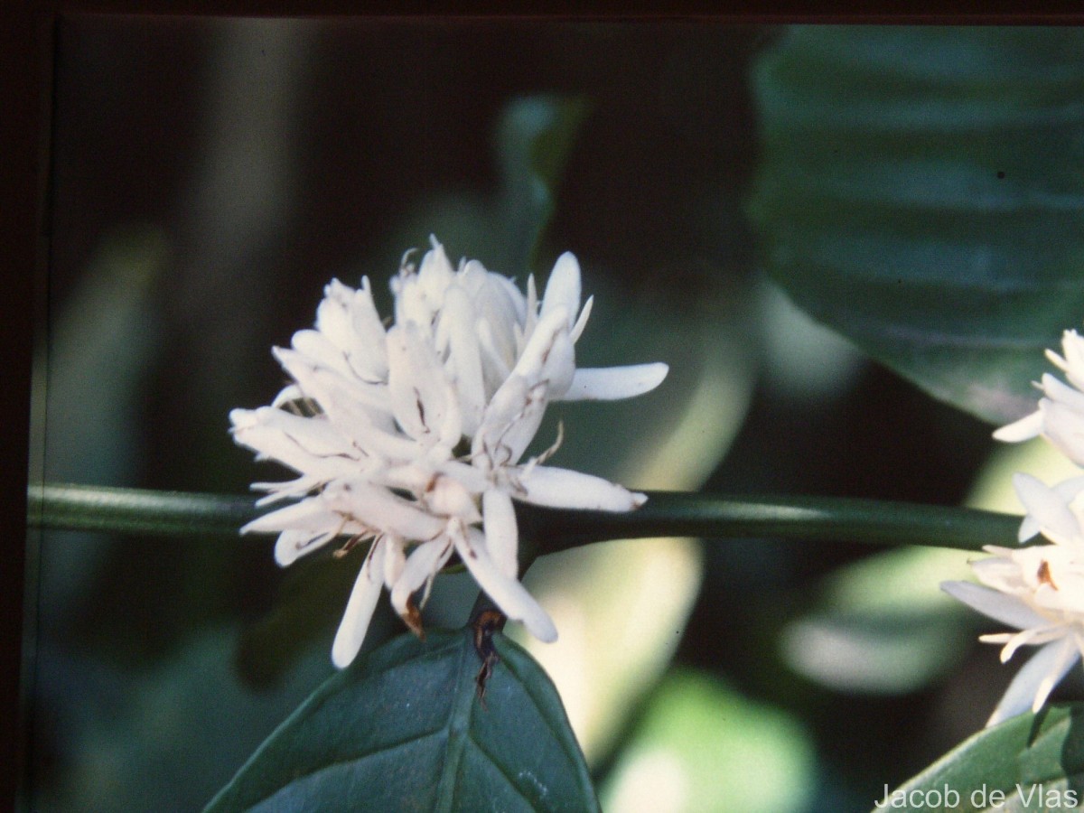 Coffea arabica L.